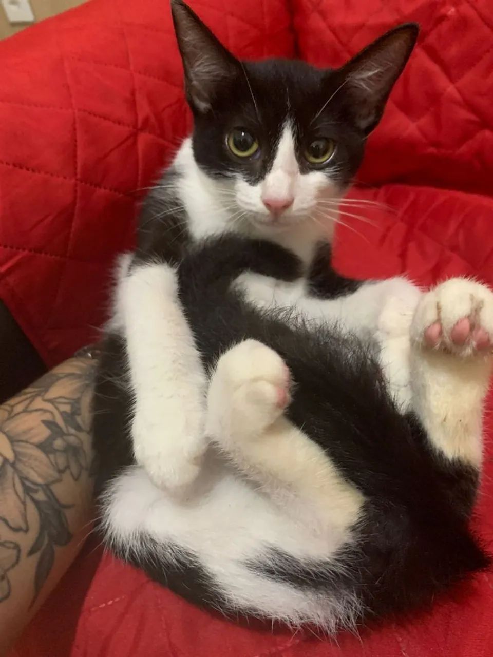 Linda Gatinha disponível para adoção responsável ?