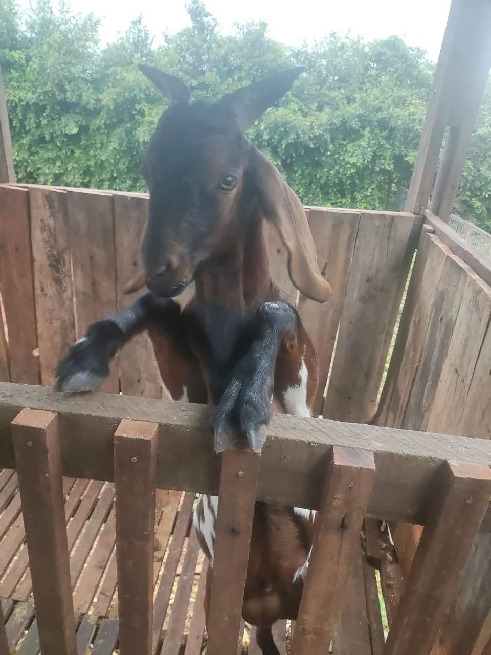 Cabrito macho com chifre 
