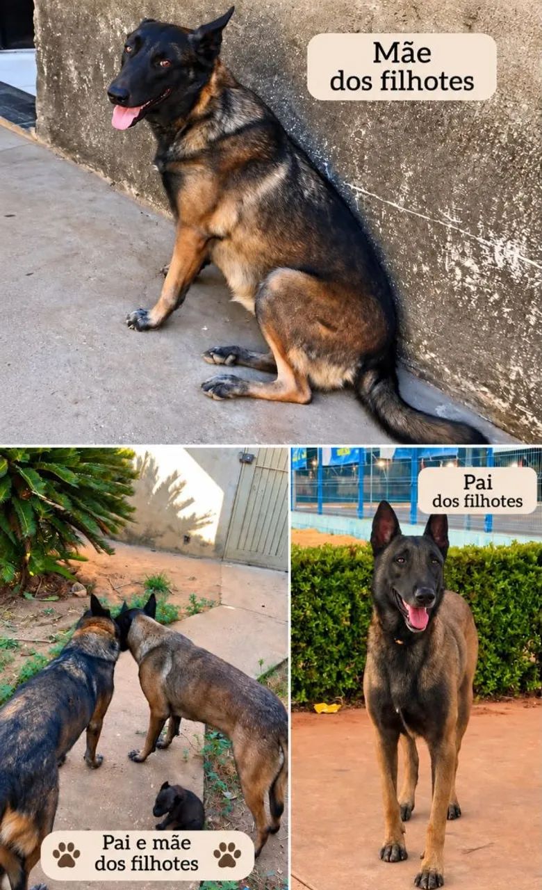 Pastor belga malinoar filhote - Foto 2