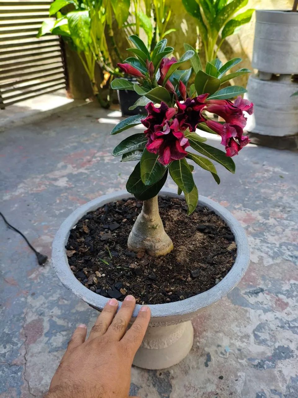 Rosa do deserto+ vaso - Foto 2