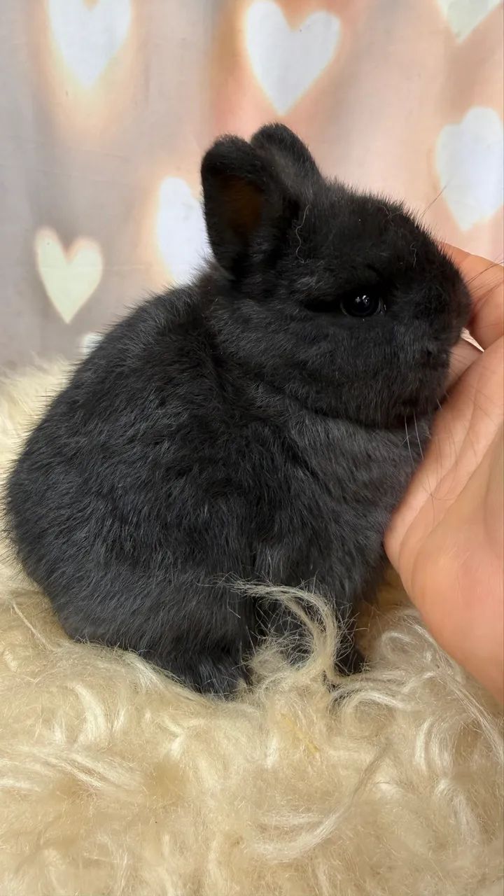 Coelho Netherland Dwarf Macho black