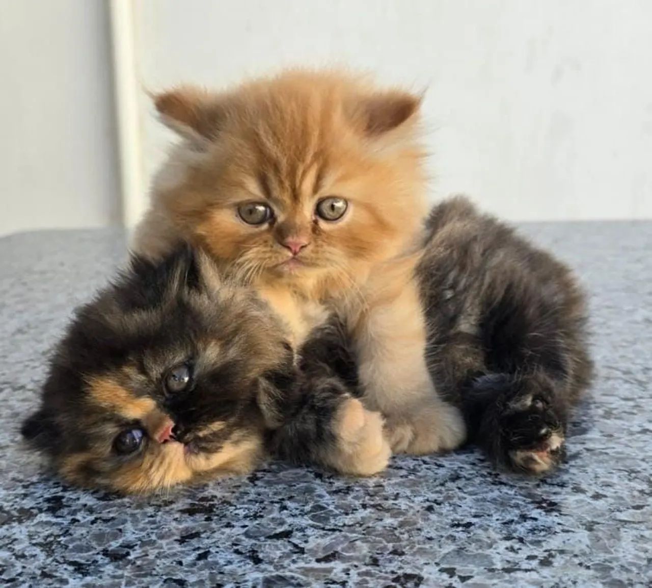 Gato Persa  - Foto 5
