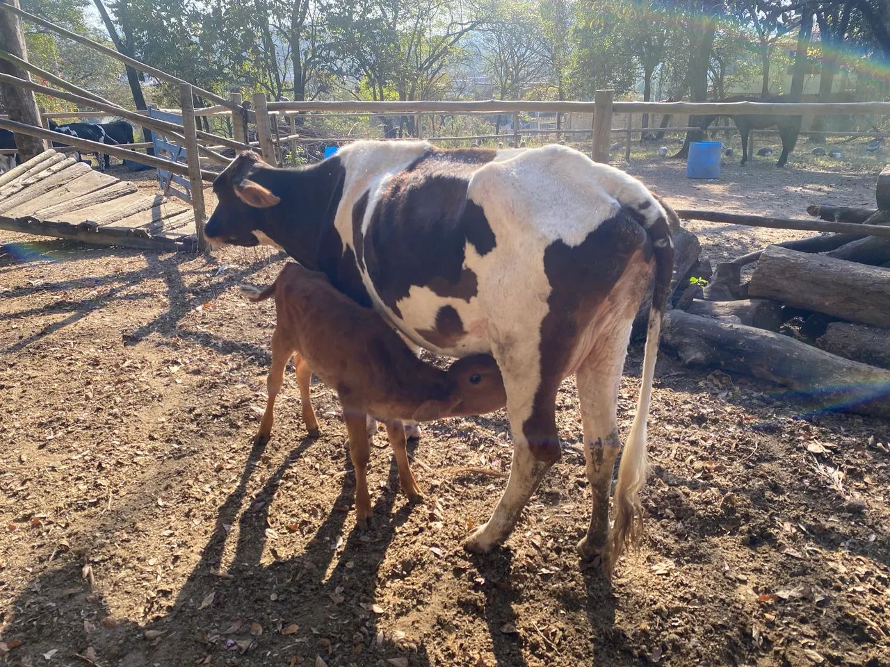 Vaca parida