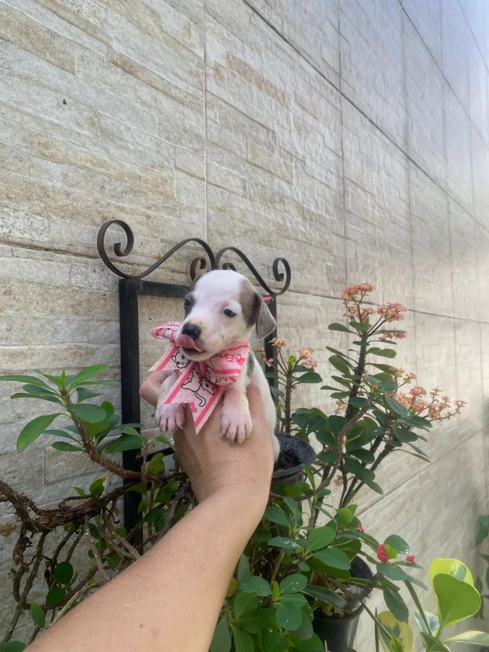 Cachorros fox paulistinha com pincher - Foto 2