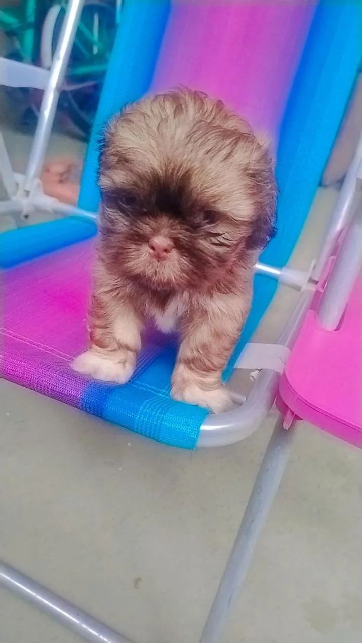 Cachorrinho Shih Tzu  - Foto 2