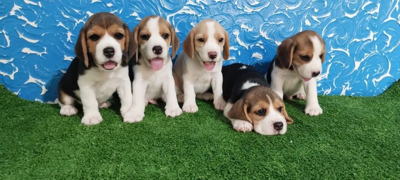 Filhotes de Beagle - Foto 5