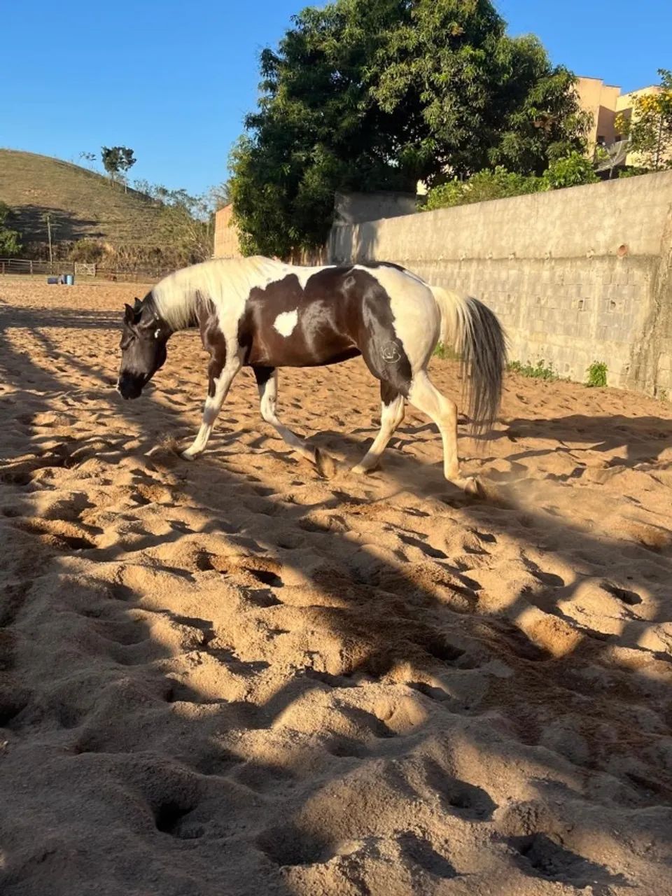Animais  - Foto 3