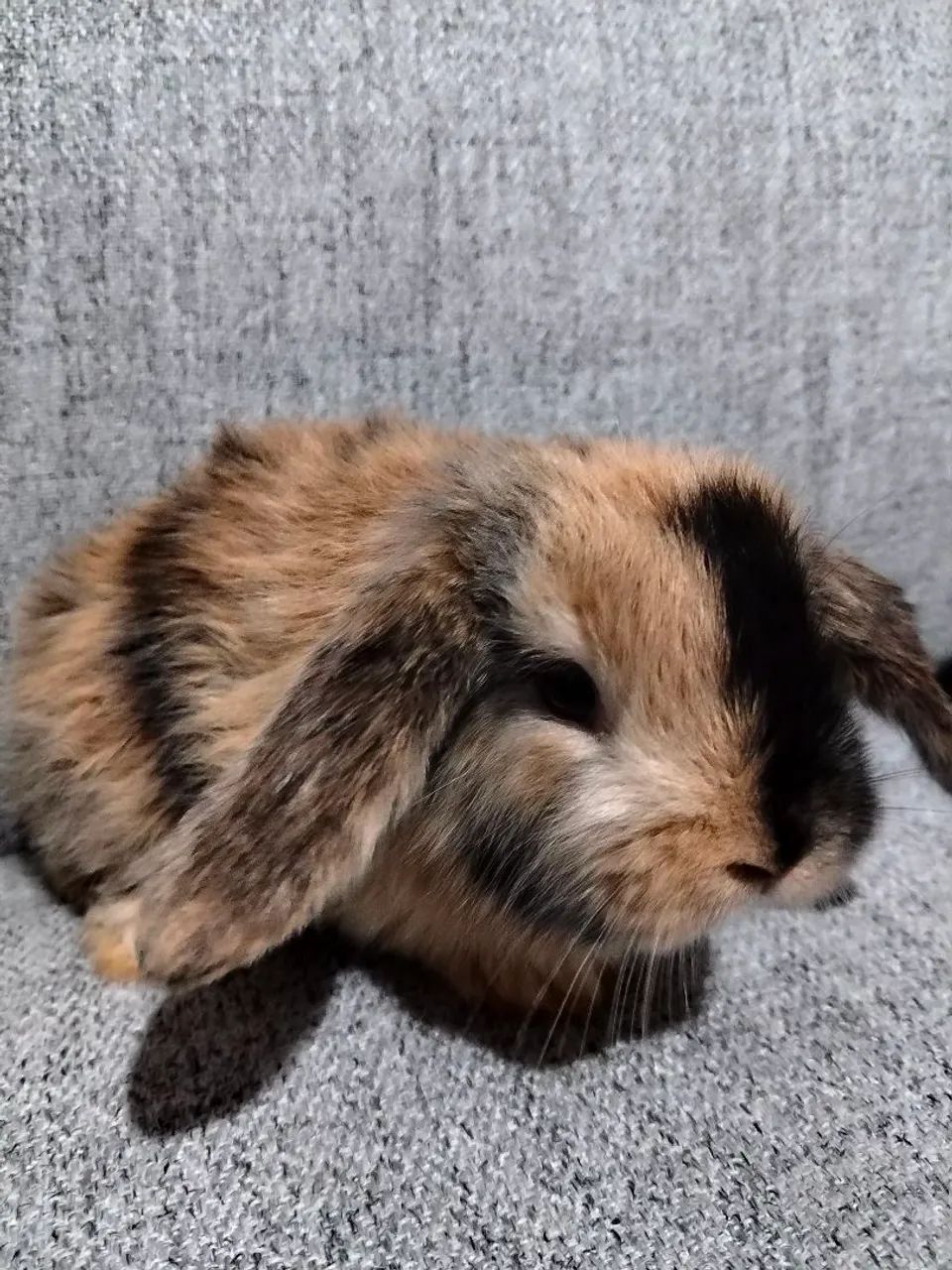 Coelhos  - Foto 4
