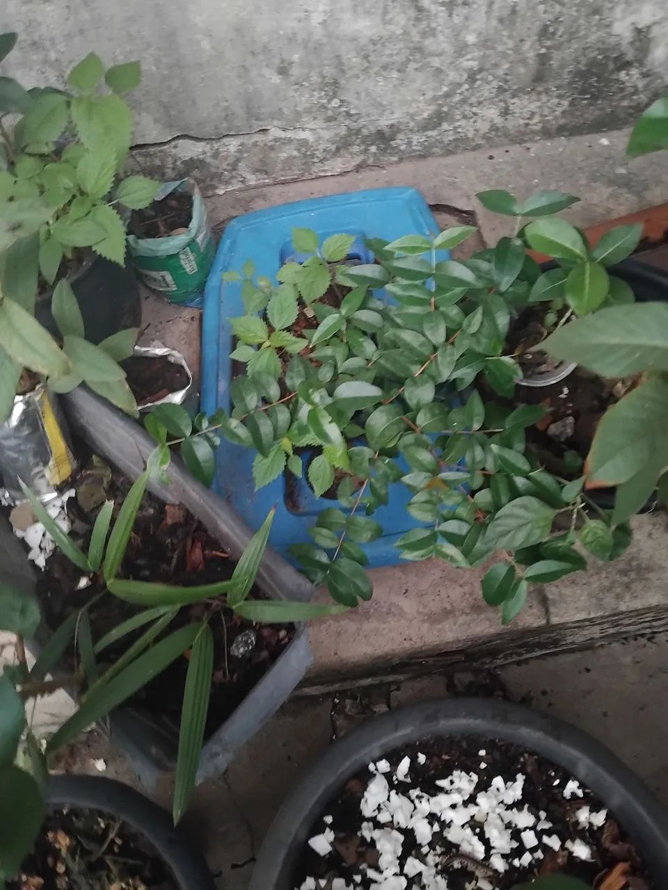 MUDAS DE FRUTIFERAS - Foto 5