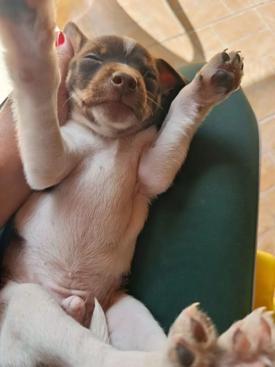 Pincher vendo - Foto 5