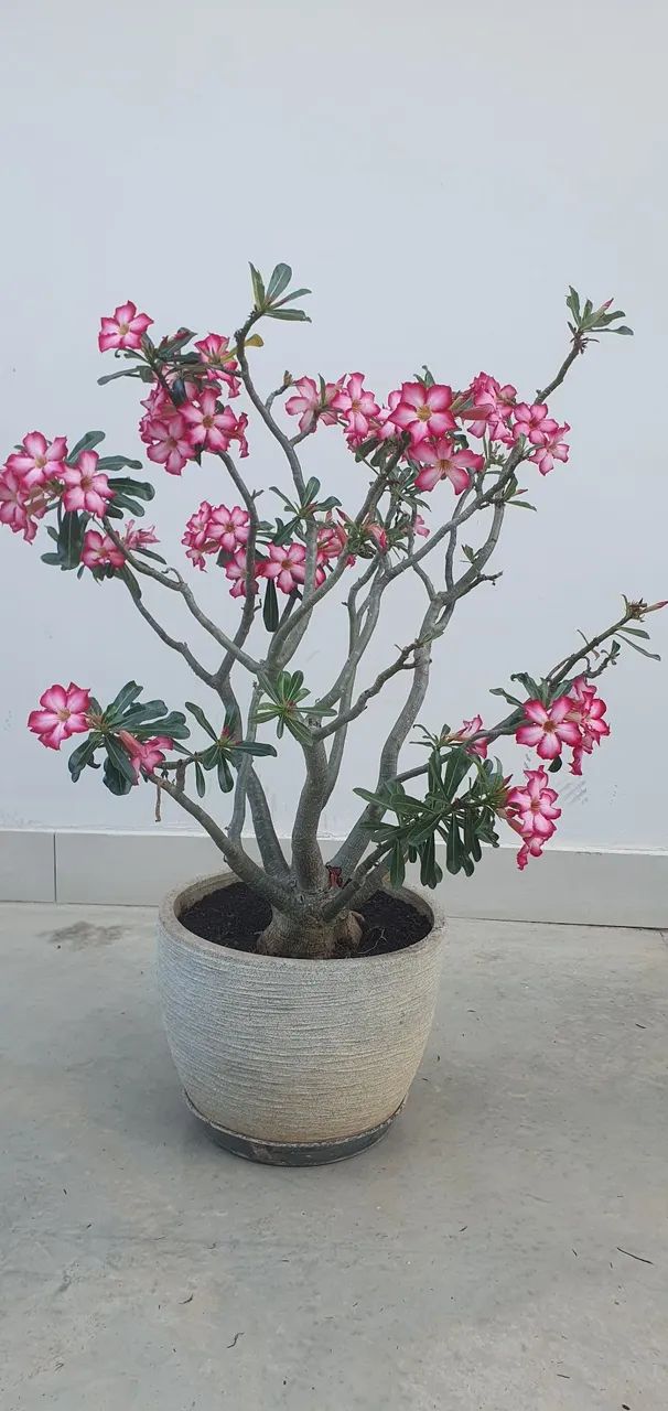 Rosa do deserto - Foto 4