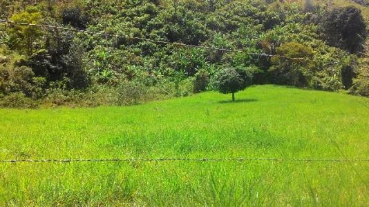 Fazenda Vale do Jequiriçá Amargosa - Foto 4