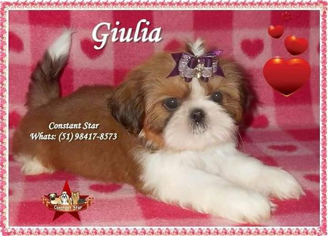 Shih Tzu de porte bem pequeno e Pedigree CBKC
