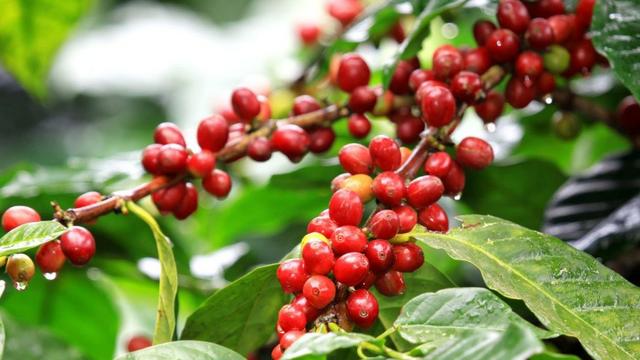 Adubo Líquido de Carga para Café
