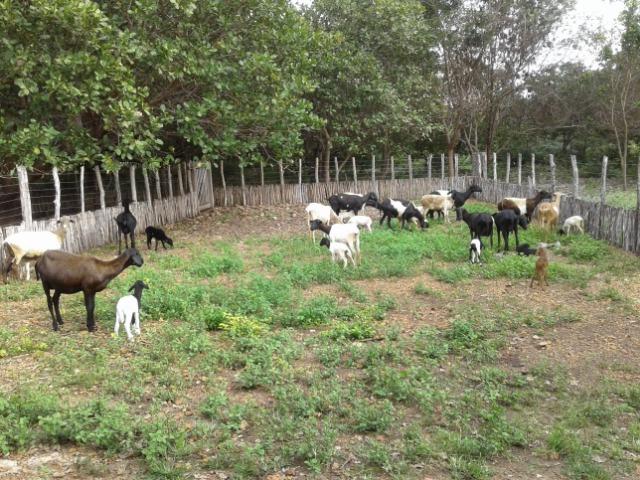 Fazenda as margem da BR 222 a 01 km de Batalha ? PI - Foto 12