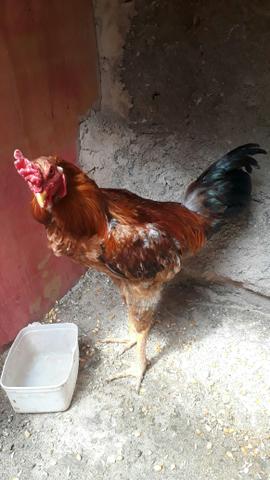 Vendo Galo