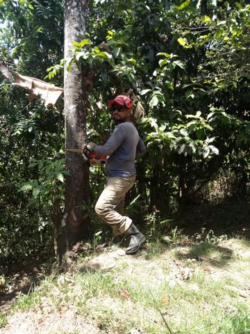 Podagens em geral - Foto 2
