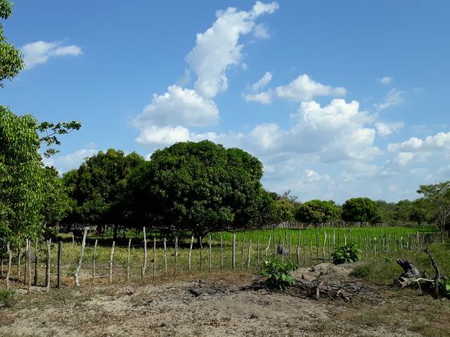 Fazenda as margem da BR 222 a 01 km de Batalha ? PI - Foto 16