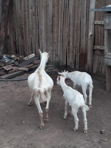 Cabras sanney - Foto 2