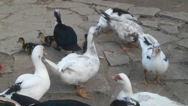 Pato na mesa - Foto 2