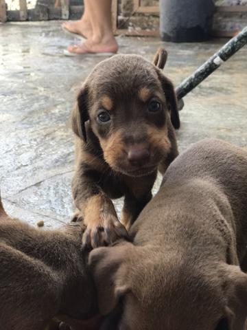 Doberman (filhotes) - Foto 5