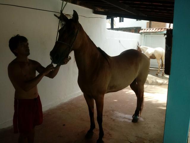 Vendo potro pampa sr, filho de cedro - Foto 5