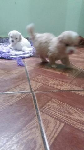 Mine poodle - Foto 6