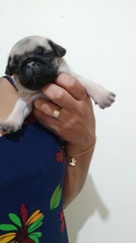 Pugs