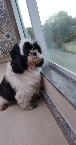 procura-se uma namorada Shih Tzu - Foto 2