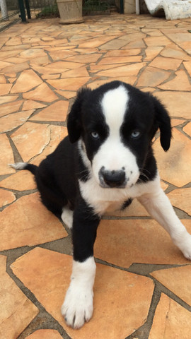 Filhotes de Border Collie - Foto 2
