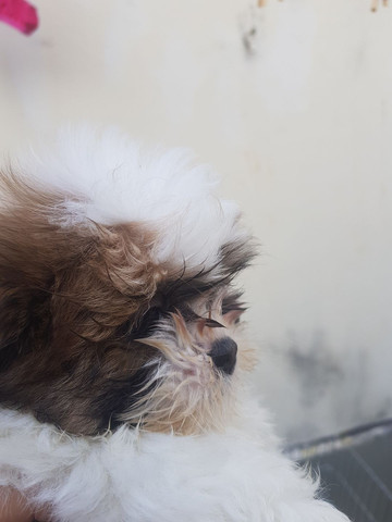 Vendo shih tzu Macho Top!!! - Foto 4