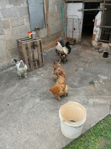 Brahma - Foto 4