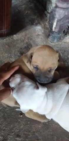 Vende-se Filhote de Pitbull - Foto 2