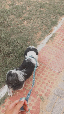 procura-se uma namorada Shih Tzu - Foto 3