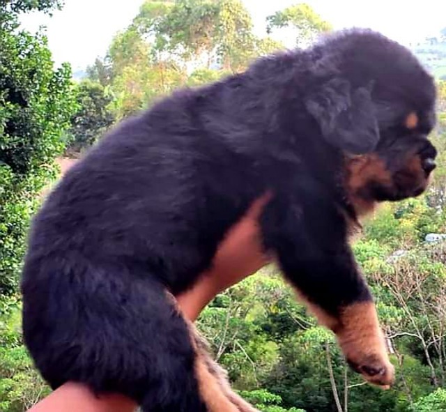 Show de bola rottweiler alemão impossível não se apaixonar 