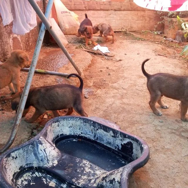 Doação  - Foto 2