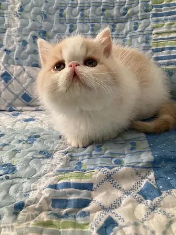 Gato persa 
