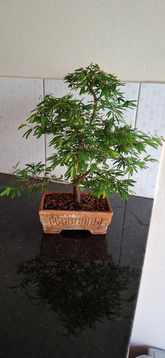 Bonsai Caliandra Rosa 8 anos de idade