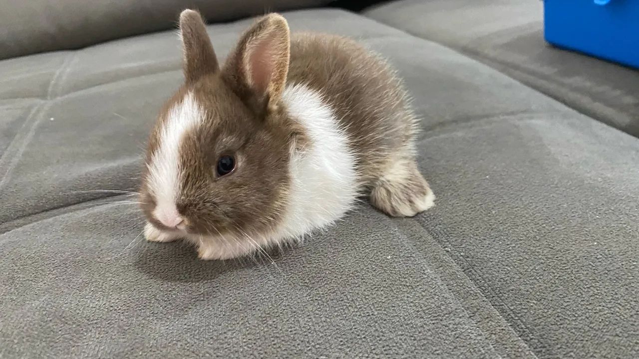 Coelhinha Mini Lions 