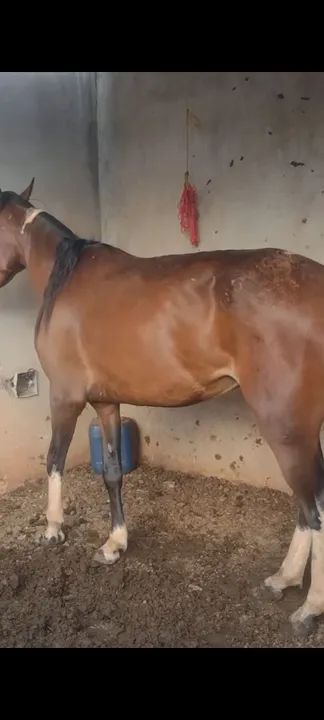 Égua campolina muito quente top de orelha