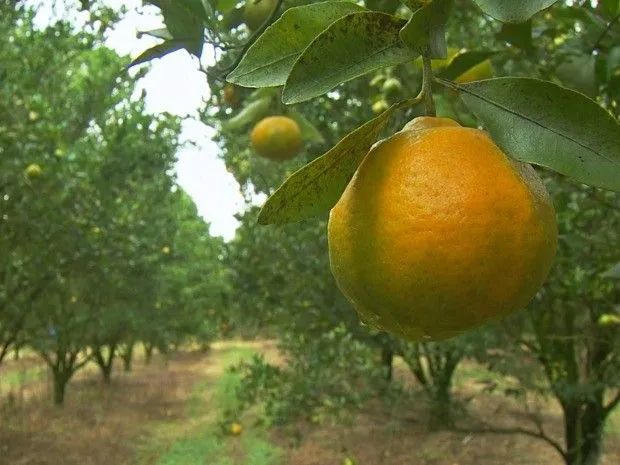  Mudas da Mexerica pokan adulta 2.5 MT  - Foto 2