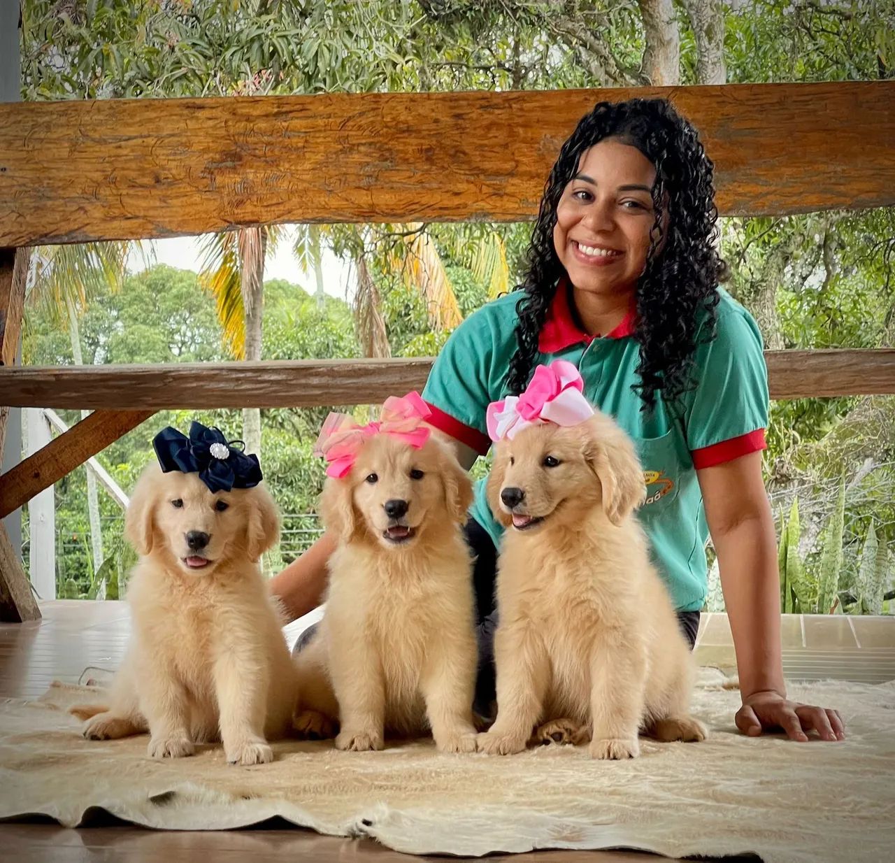 Fêmeas de Golden para sua casa  - Foto 4