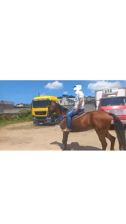 Cavalo quarto de milha 