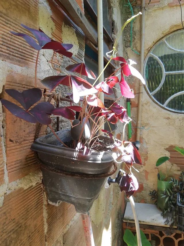 Cristia Vertipiliano