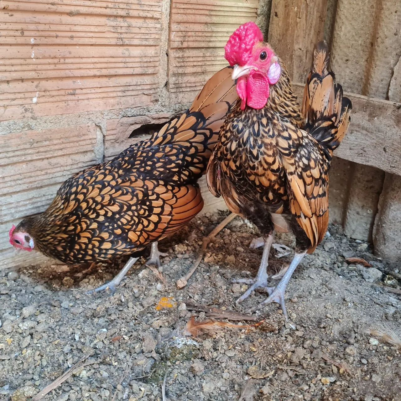 Ovos galados Sebright dourado