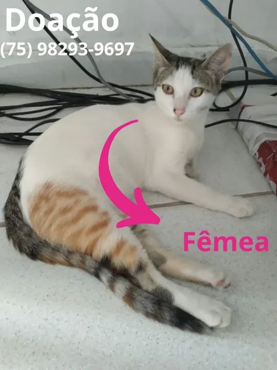 Gatinha Fofa para Adoção - Foto 2