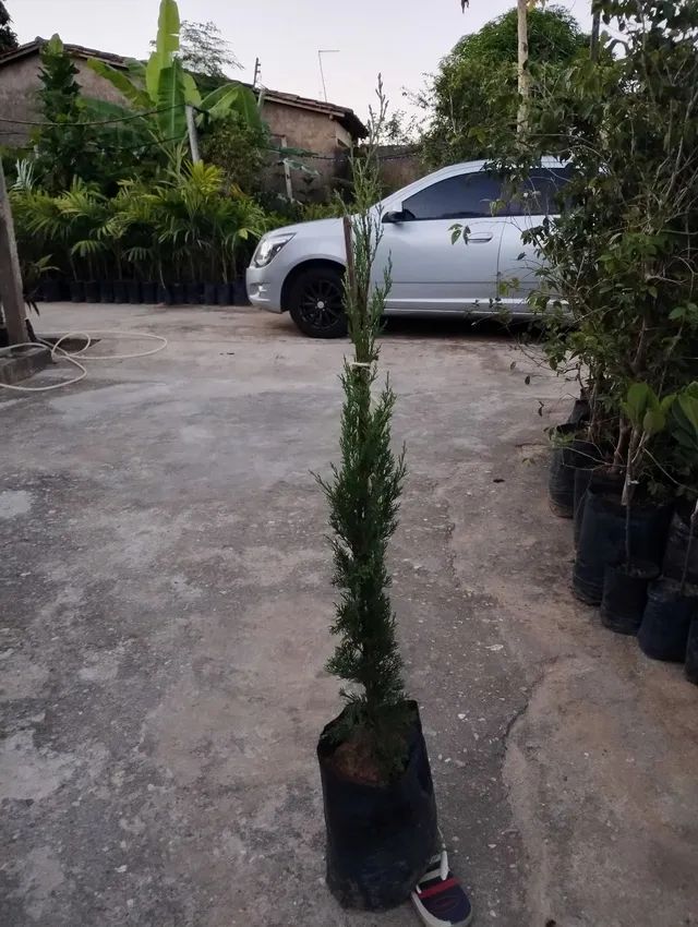 Mudas Frutíferas enxertadas - Foto 4