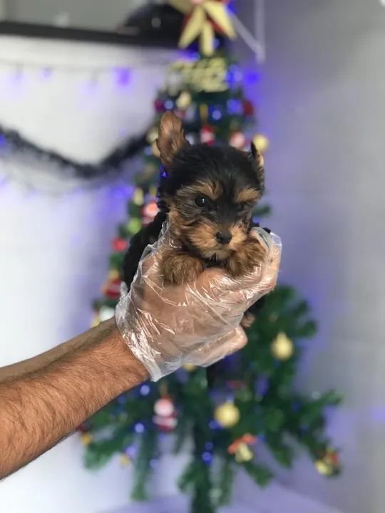  Membros peludinhos pra sua familia - yorkshire  - Foto 2