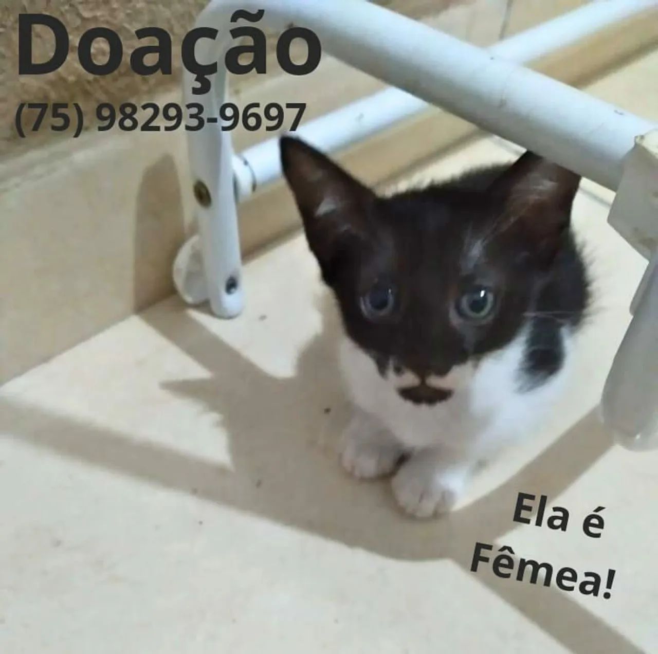 Gatinha Fofa para Adoção - Foto 5