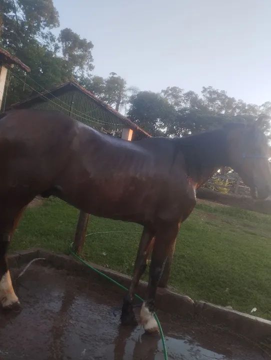 Cavalo Mangalarga Marchador